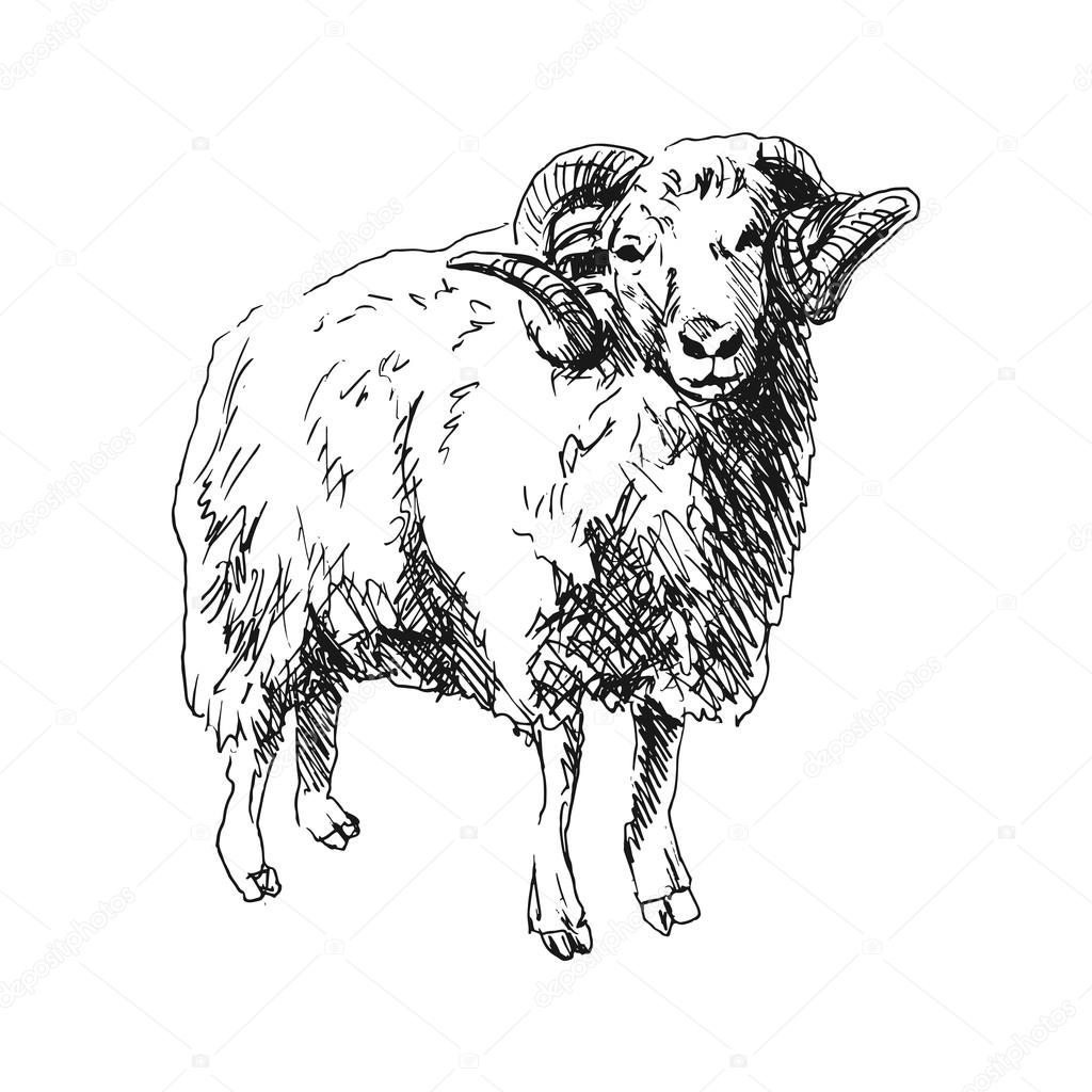Ram Sheep Drawing