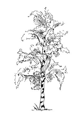 El kroki huş