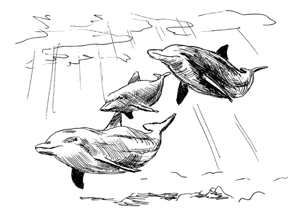 Handskizze von Delfinen — Stockvektor