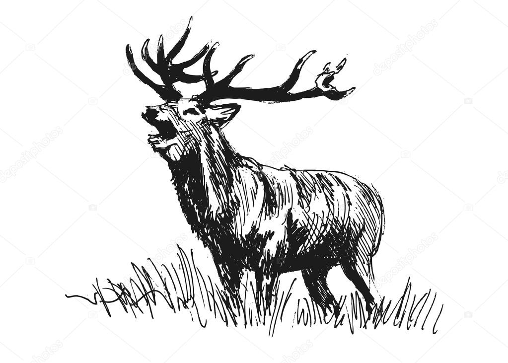 Hand sketch deer
