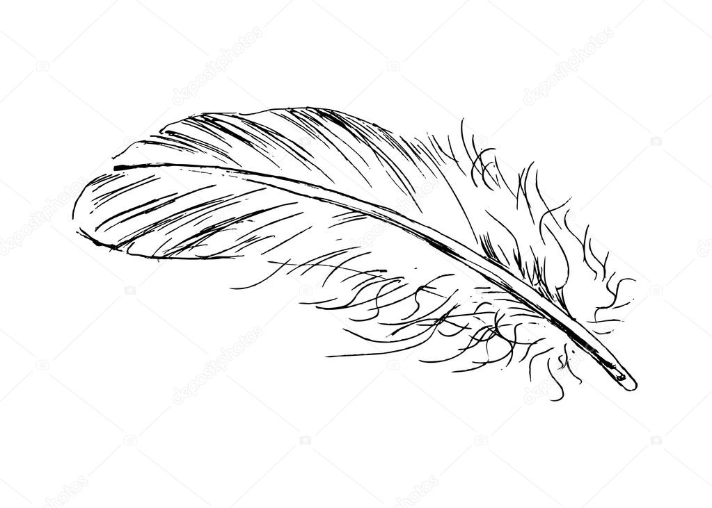 Hand sketch feather