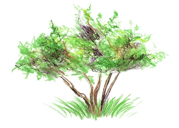 Árbol de croquis — Vector de stock