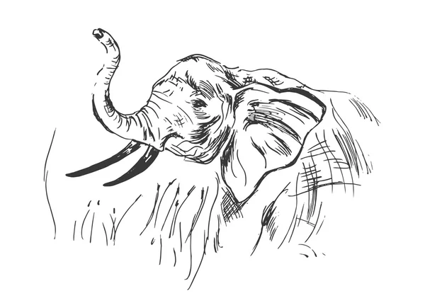 Testa di elefante — Vettoriale Stock
