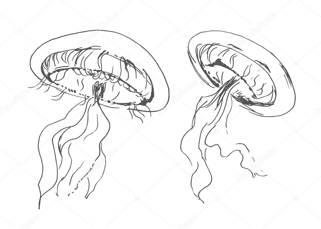 Hand sketch jellyfish