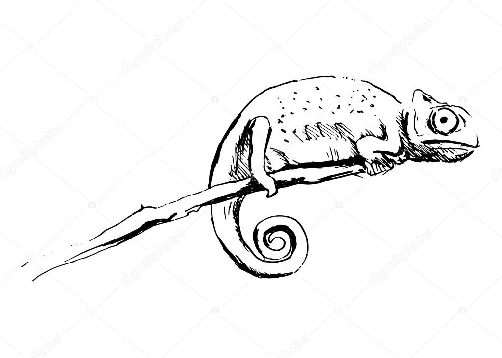 Hand sketch chameleon