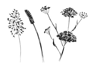 El kroki çayır bitkileri