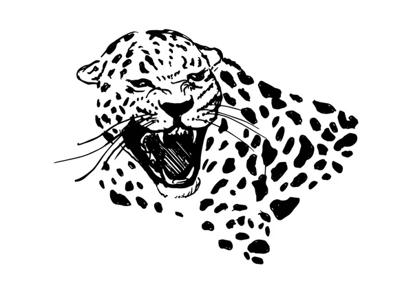 Brüllender Jaguar — Stockvektor