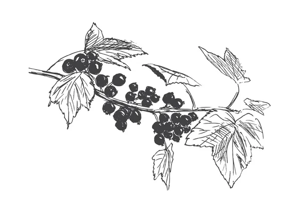 Boceto de mano grosella negra — Vector de stock