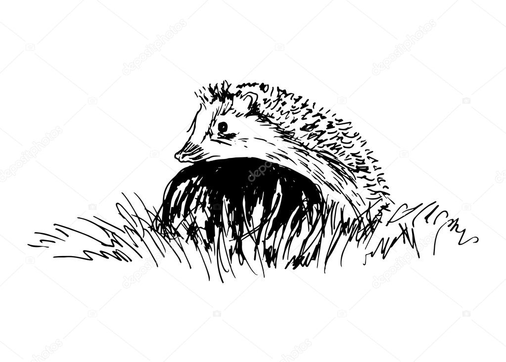 Hand sketch hedgehog