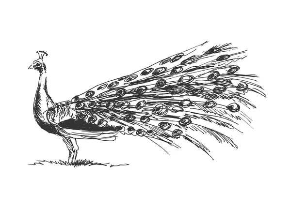 Peacock sketsa tangan - Stok Vektor