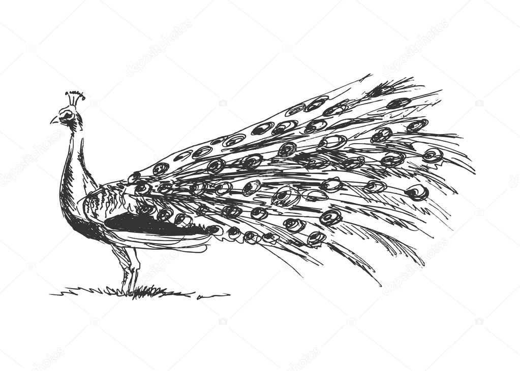 Hand sketch peacock