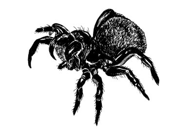 el kroki fare örümcek