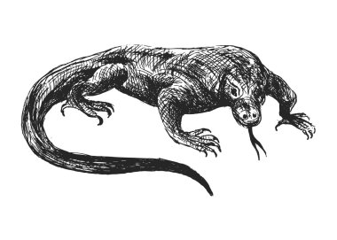 el kroki varan