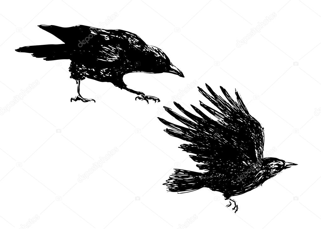 hand sketch of crows