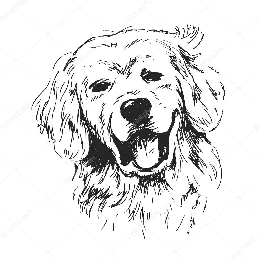 Ręka Szkic Głowy Psa Grafika Wektorowa Onot 87176440