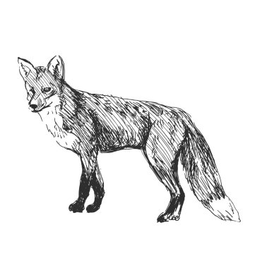El kroki fox