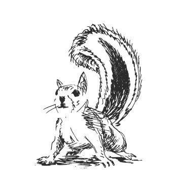 El kroki sincap