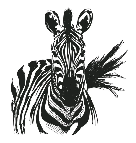 Hand drawing zebra — Stock Vector