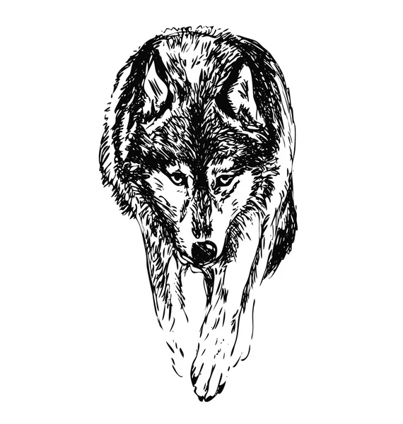 Skiss vandrande wolf — Stock vektor