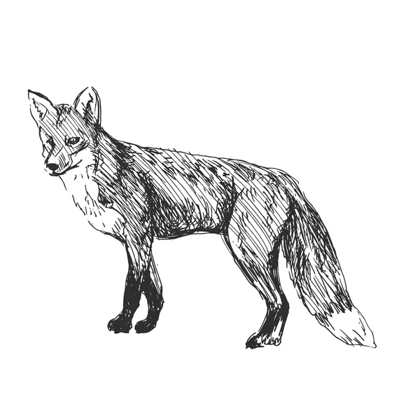 Croquis main renard — Image vectorielle