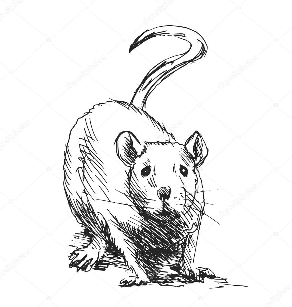 Hand sketch rat