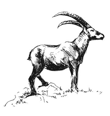 El kroki Oğlak