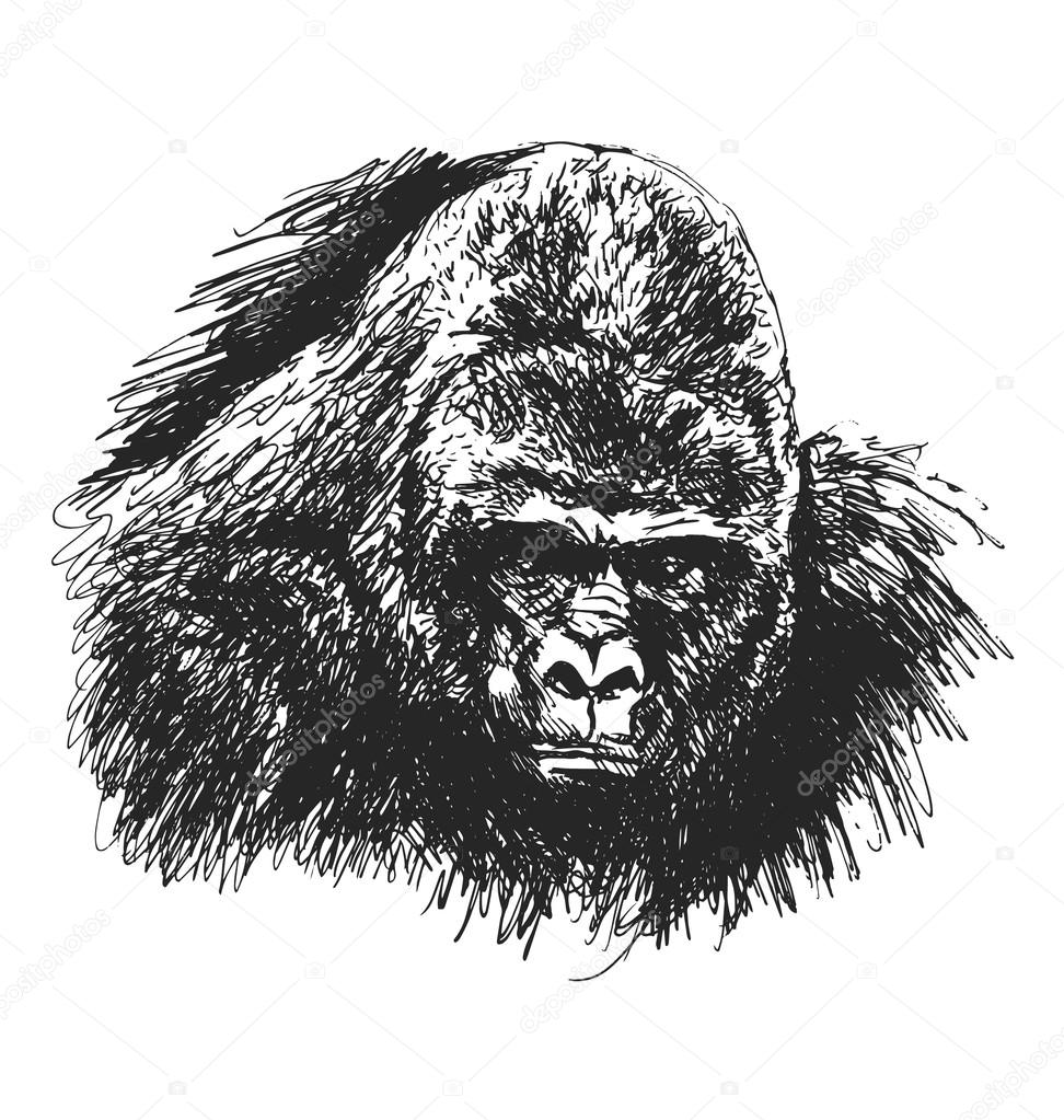 Hand sketch gorilla head