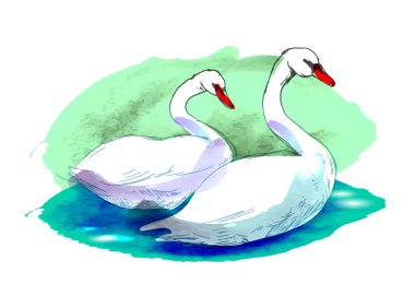 İki kuğu renkli çizimi