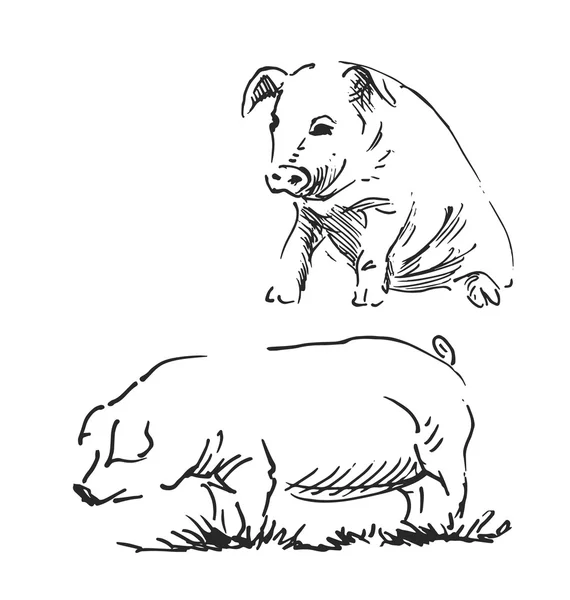 Croquis à la main d'un cochon — Image vectorielle