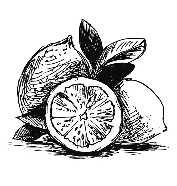 Esbozo de mano limones — Vector de stock