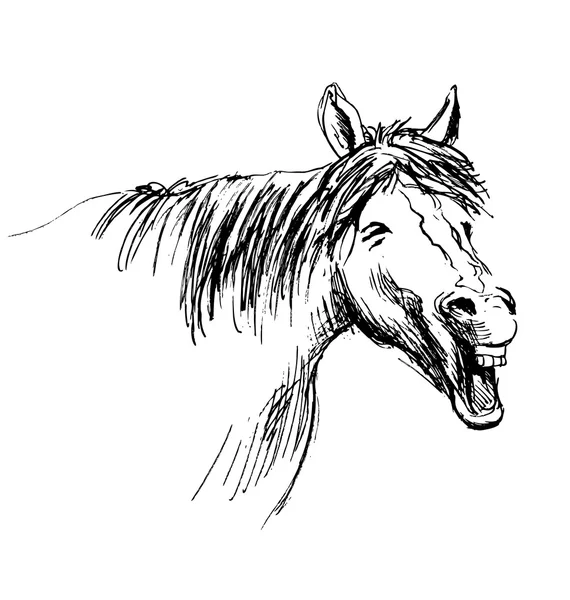 Pferd mit offenem Maul — Stockvektor