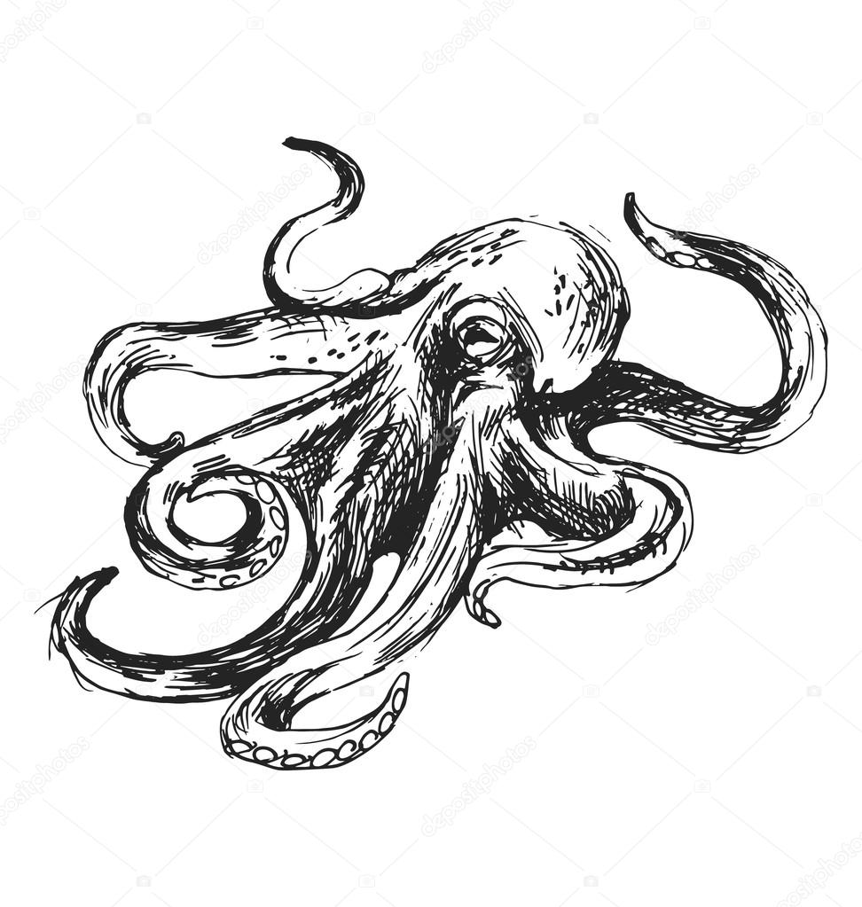 Hand sketch octopus
