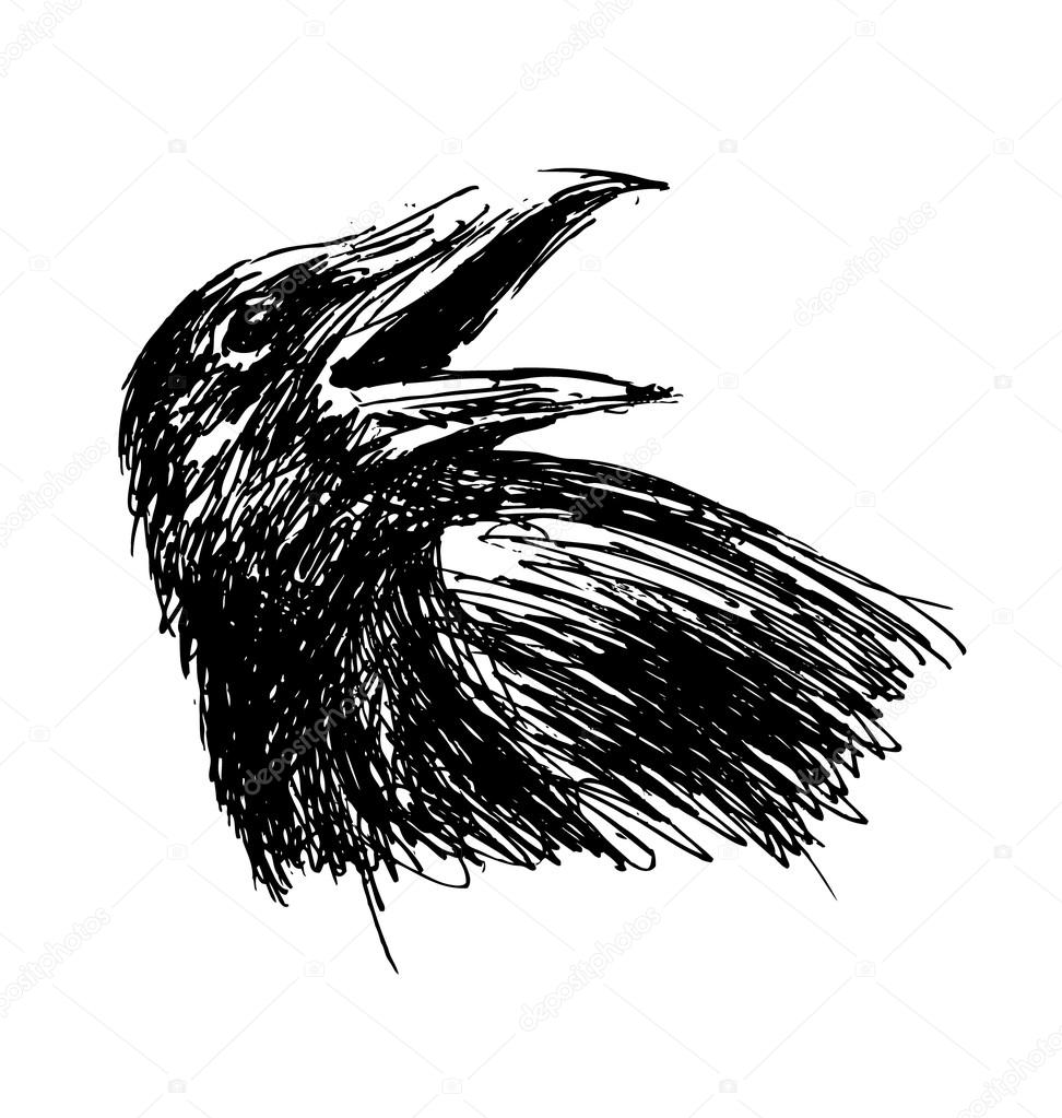 Hand sketch head crow