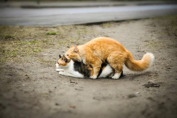 Две кошки Стоковое Фото