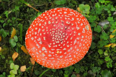 Ölüm Kupası ile orman