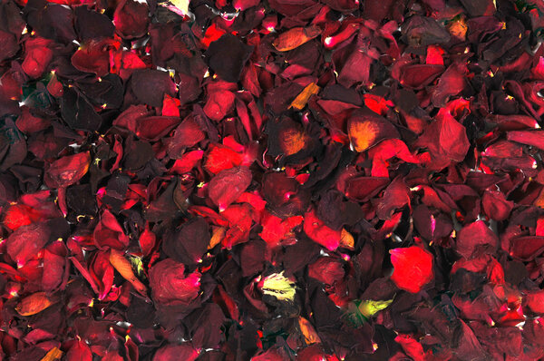 фон из лепестков красной розы