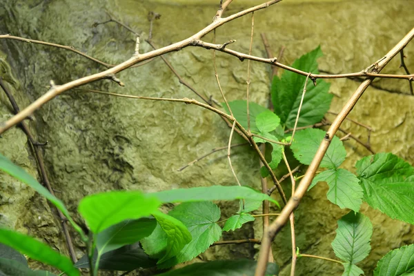 Insecto de palo gigante — Foto de Stock