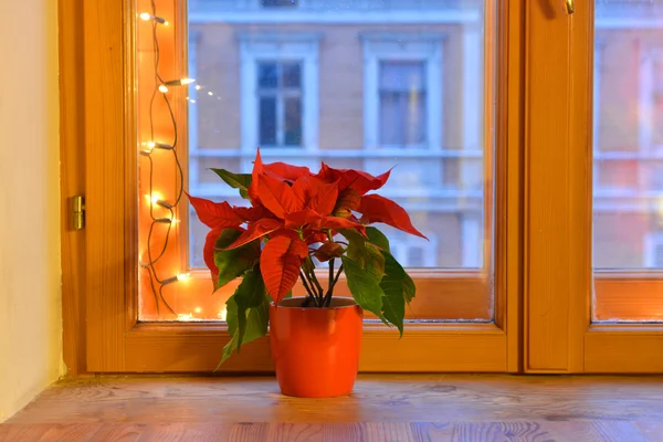 Poinsettia sul davanzale della finestra — Foto Stock