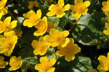 Kingcup veya bataklık kadife çiçeği