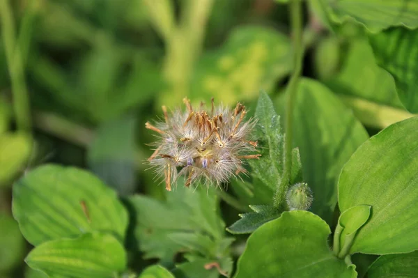 Λευκό Γρασίδι Λουλούδι Vernonia Cinerealess Είναι Ένα Φαρμακευτικό Φυτό Πολύ — Φωτογραφία Αρχείου