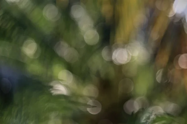 Hindistancevizi bahçesinde renkli yuvarlak bokeh