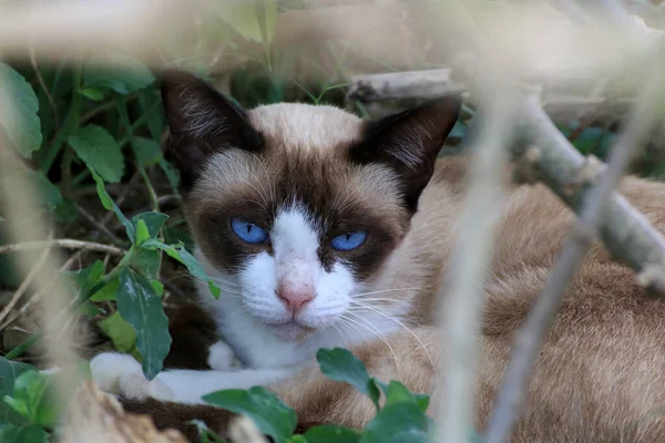 Mavi gözlü kedi güvensiz bir yabancıya bakıyor ve ormanda saklanıyor.
