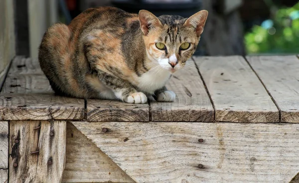Tahta masada yatan bir kedi.