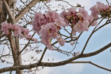 Tayland 'da Sakura olarak da bilinen kaplan çiçeği tam çiçeklenmiştir..