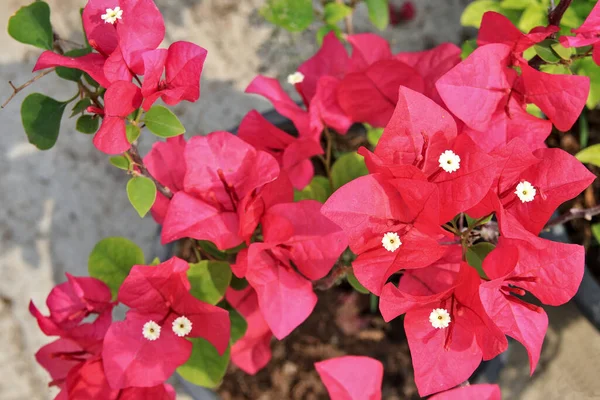 Bougainvillea çiçekleri parlak kırmızı açar..