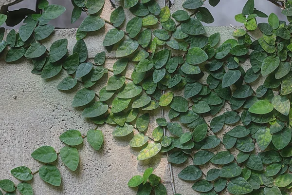 Hava temizleyici sarmaşık, ya da Ficus pumila, bir tuğla duvara yerleştirilmiştir. İyi bir çevreyi korumak için kapalı alanda büyür..
