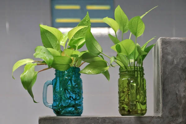 Golden pothos (Scindapsus aureus) add a touch of freshness to the bathroom. Planted in a clear, square glass.