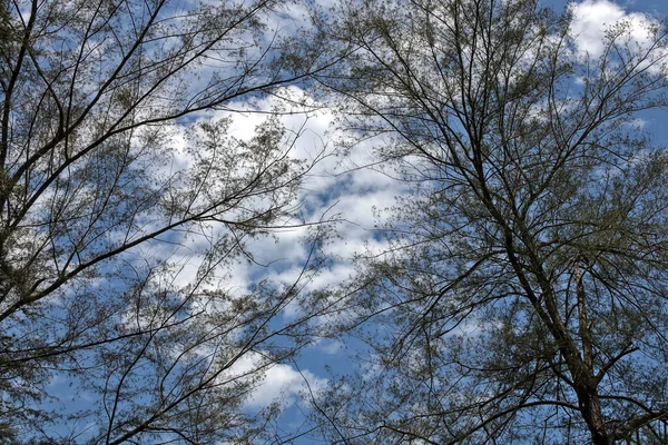 Scenario Del Cielo Blu Nuvole Bianche Autunno Guardando Attraverso Rami — Foto Stock