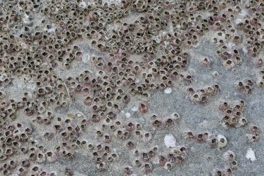 Sahile yakın bir kayanın üzerinde yaşayan bir kaya midyesinin yakın çekimi..