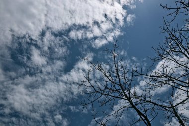Yapraksız ağaçlar, mavi gökyüzü ve beyaz bulutlar